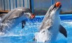 Ижевск-дельфинарий